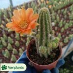 Haworthia Hanabi Variegated