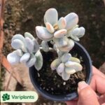 (Grafted)Cereus Purple Cloud Lohan Cactus