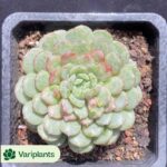 Echeveria Sex Spirit Fox