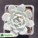 Echeveria Marbles