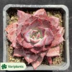 Pachyphytum Pink Poppy