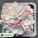 Echeveria White diamond