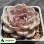Echeveria Stone Queen