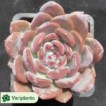 Echeveria Dimples