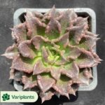 Echeveria Shuqi
