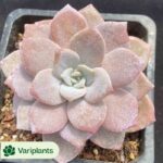 Graptopetalum Rococo Clustering