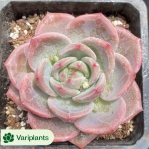Sedum deer musk Clustering