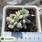 (Rooted Cutting)Cactus-Echinocactus Silver Fan Ticket