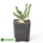 (Rooted Cutting)Cactus-Gymnocalycium anisitsii (K.Schum.)