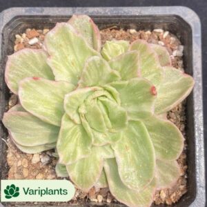 Echeveria Starfish