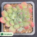 (Grafted)Eriosyce Bulbocalyx