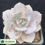 Haworthia Green Glass