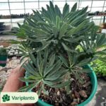 (Grafted)Cactus-Echinocactus Thorned Ivory