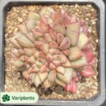 Aeonium Phantom