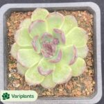 Aeonium Ruyi