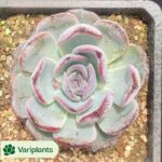 Aeonium Alice