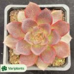 Aeonium Zhifou