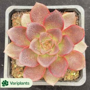 Aeonium Zhifou