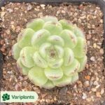 Aeonium Qingcheng
