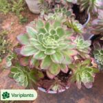 Aeonium Charming Gold Rose Variegated
