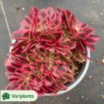 Aeonium Pink Witch
