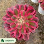 Aeonium Pink Lady