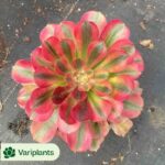 Aeonium Ice Cream