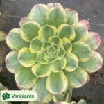 Aeonium Xiangfei Cristata