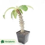 (Grafted)Euphorbia-piscidermis