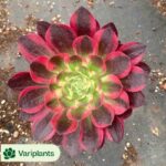 Aeonium Peacock Feather