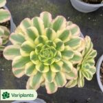 Aeonium Pink White Moonlight