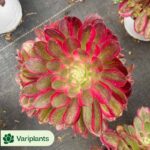 Aeonium Nafu