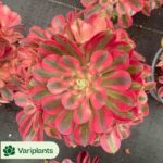 Aeonium Half Sugar