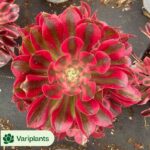 Aeonium dodrantale