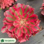 Cotyledon Orbiculata. Variegated