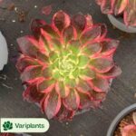 Crassula Atlantis
