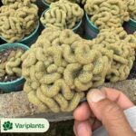 Graptopetalum Snow Luoshen Clustering