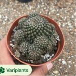Pachyphytum Oviferum