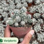 Dicrocaulon ramulosum