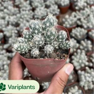 Dicrocaulon ramulosum