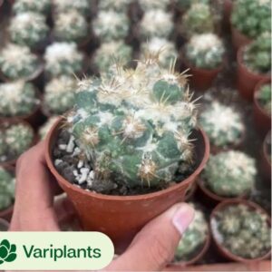 Pachypodium eburneum