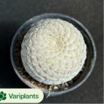 Seed Grown Astrophytum Asterias Clustering