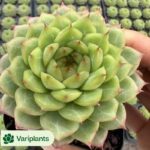 Dudleya Pauciflora Double Heads