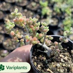 Crassula Umbella