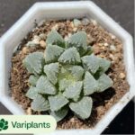 Tephrocactus geometricus
