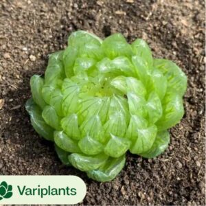 Euphorbia neorubella
