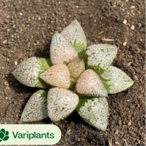 Euphorbia meloformis variegated