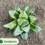 Graptoveria Juby