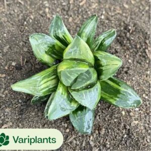 Graptoveria Juby