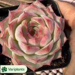 Euphorbia Bupleurifolia